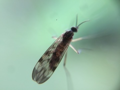 Sylvicola