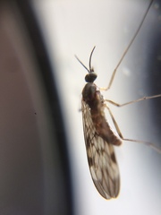 Sylvicola