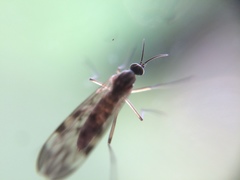 Sylvicola