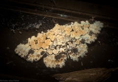 Sandava scitisignata