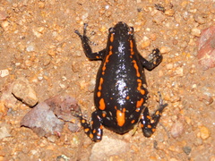 Phrynomantis bifasciatus
