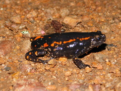 Phrynomantis bifasciatus