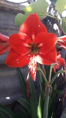 Hippeastrum vittatum