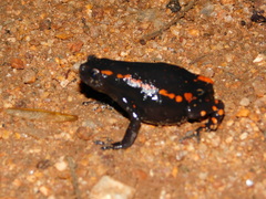 Phrynomantis bifasciatus