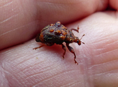 Phymatopsinus pustula