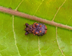 Phymatopsinus pustula