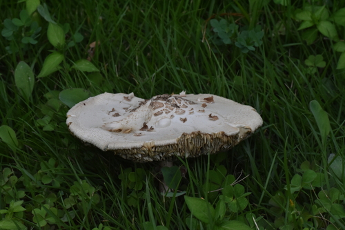 Chlorophyllum molybdites