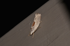 Tymbophora peltastis