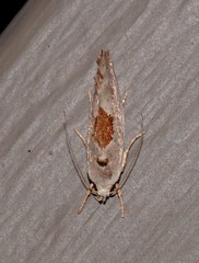 Tymbophora peltastis