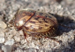 Onthophagus variegatus