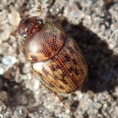 Onthophagus variegatus