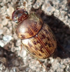 Onthophagus variegatus