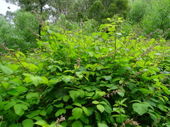 Rubus echinatus
