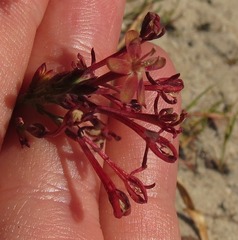 Codonorhiza micrantha