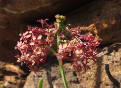 Codonorhiza micrantha