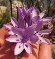 Thereianthus spicatus