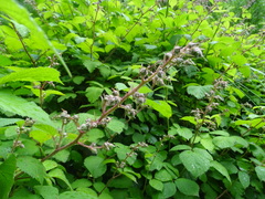 Rubus echinatus