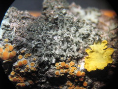 Phaeophyscia nigricans