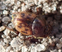 Onthophagus variegatus