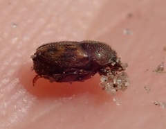 Onthophagus variegatus