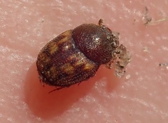 Onthophagus variegatus