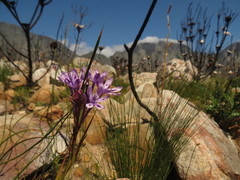 Thereianthus spicatus