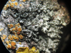 Phaeophyscia nigricans