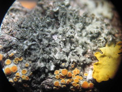 Phaeophyscia nigricans
