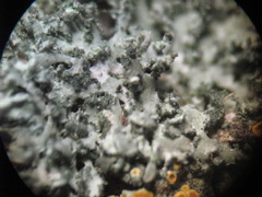 Phaeophyscia nigricans