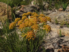 Nanobubon strictum