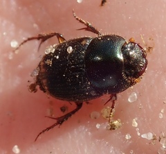 Onthophagus vinctus