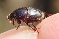 Onthophagus vinctus