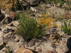 Nanobubon strictum