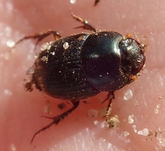 Onthophagus vinctus