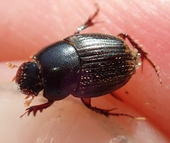 Onthophagus vinctus