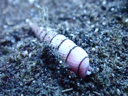 Terenolla pygmaea observed 2025-08-16