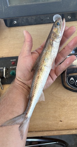 Shortjaw lizardfish (Saurida normani) — Synodontidae