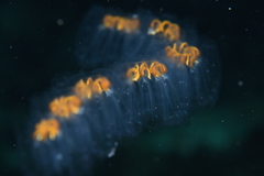 Cyclosalpa affinis