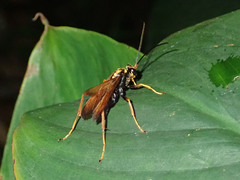 Pompilidae