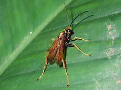 Pompilidae