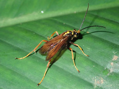 Pompilidae