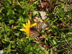 Euphydryas aurinia debilis
