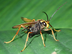 Pompilidae