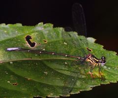 Nesolestes robustus