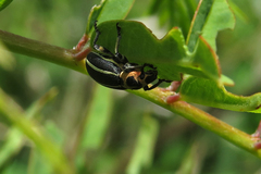 Eudiagogus episcopalis