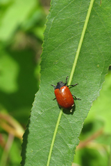 Plagiodera erythroptera