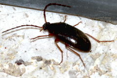 Hymenalia rufipes