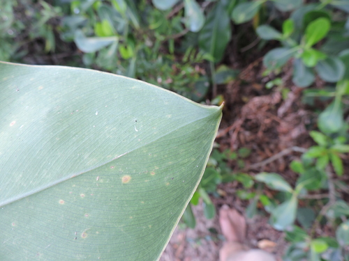 Philodendron renauxii, photograph 4