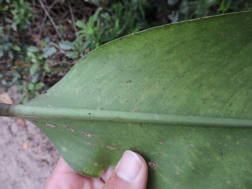 Philodendron renauxii, photograph 3