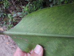 Philodendron renauxii, photograph (c) Fabrício Mil Homens Riella, some rights reserved (CC BY)